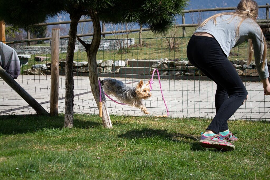 Canine Clicker Training