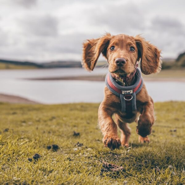 positive reinforcement puppy training