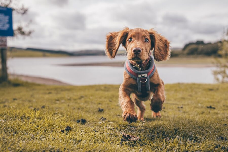 positive reinforcement puppy training