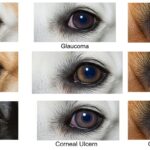 dog eye health issues