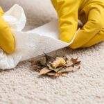 cleaning dog poop from carpet